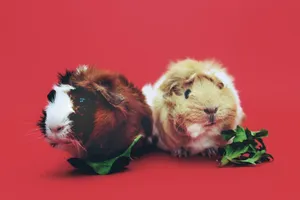 A cute pair of guinea pigs enjoying leaves against a vibrant red backdrop. jigsaw puzzle