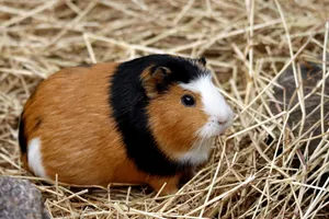 Close-up of a guinea pig sitting on straw bedding, showcasing its tricolor fur and adorable expression. jigsaw puzzle