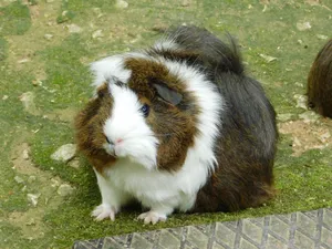 Cute guinea pig with a fluffy coat sitting on a mossy ground in Veneto, Italy. jigsaw puzzle