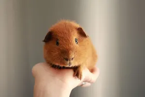 A cute guinea pig held gently in a hand, showcasing its soft fur and adorable face. jigsaw puzzle
