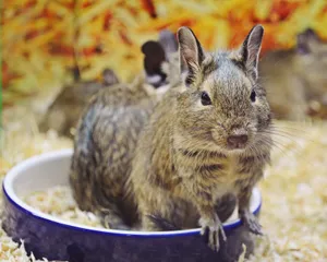Adorable degu rodents in a pet shop, highlighted with colorful bedding and bright ambiance. jigsaw puzzle