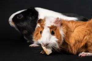 Close-up of two cute guinea pigs eating a snack on black background. jigsaw puzzle