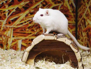 A cute white gerbil perched on a wooden hideout, showcasing its natural habitat in a pet store. jigsaw puzzle