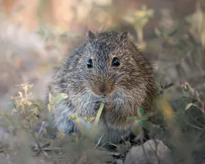 A detailed portrait of a wild rodent nibbling on grass amidst natural foliage, captured in daylight. jigsaw puzzle
