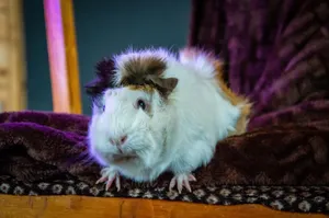 Cute guinea pig sitting on a cozy soft blanket indoors with vibrant colors. jigsaw puzzle
