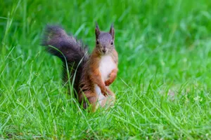 A vibrant photo of a squirrel standing on lush green grass in daylight. jigsaw puzzle
