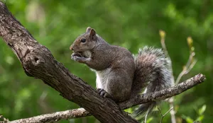 Close-up of a grey squirrel nibbling on a nut while perched on a tree branch in a lush green forest. jigsaw puzzle