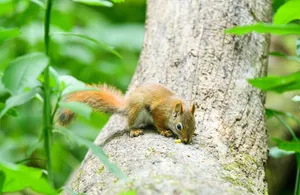 A small squirrel foraging on a tree trunk amidst dense greenery in a summer forest. jigsaw puzzle