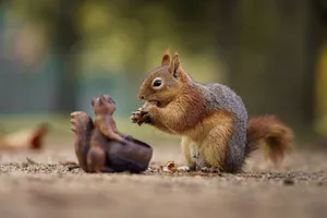 Adorable squirrel in Bursa forest eating beside a squirrel statue. jigsaw puzzle