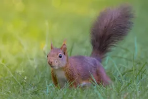 Adorable red squirrel peeking through grass in a lush green field, capturing nature's charm. jigsaw puzzle