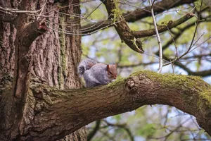 A gray squirrel perched on a tree branch surrounded by vibrant greenery in a spring forest. jigsaw puzzle