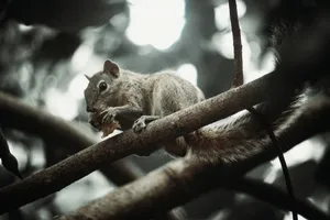 A squirrel nibbles on food perched on a tree branch in Puthuppariyaram, India. jigsaw puzzle