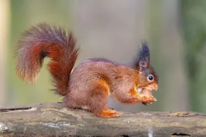 Red squirrel sitting on tree branch, holding and eating a nut in nature setting. jigsaw puzzle