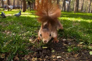 Close-up of a curious squirrel in a sunny park in Albacete, Spain. jigsaw puzzle