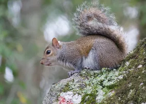 A curious Eastern Gray Squirrel perched on a lichen-covered branch in the forest. jigsaw puzzle