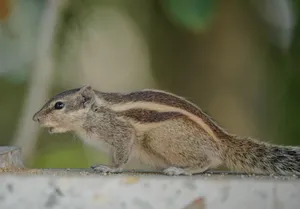 Detailed image of an Indian palm squirrel with natural background. Perfect for wildlife enthusiasts. jigsaw puzzle