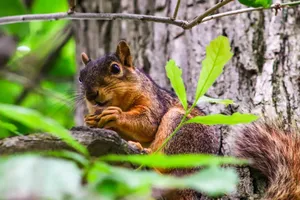 Squirrel enjoying a snack perched on a tree in Indianapolis. jigsaw puzzle