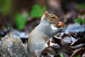Close-up of a grey squirrel with a nut in an autumn forest setting. jigsaw puzzle