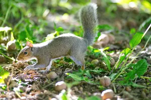 Grey squirrel searching for food amidst green foliage and sunlight. jigsaw puzzle