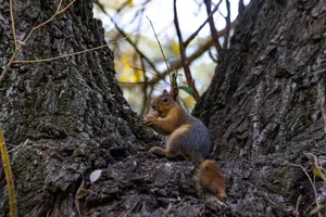 A squirrel enjoying a nut on a tree trunk amidst an autumn forest setting. jigsaw puzzle