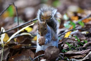 Grey squirrel holding a nut amidst fallen leaves in a forest during autumn. jigsaw puzzle