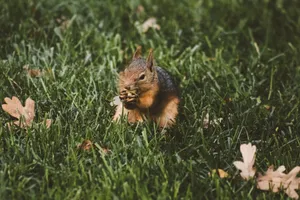 A squirrel eating amidst green grass on a sunny day. jigsaw puzzle