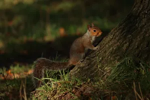 Cute fluffy squirrel sitting on massive tree trunk in green grassy forest jigsaw puzzle