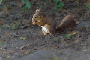 Close-up of a squirrel munching on a nut amidst fallen leaves, showcasing wildlife behavior. jigsaw puzzle