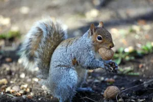 A grey squirrel holding a nut in its mouth while in a natural outdoor setting. jigsaw puzzle