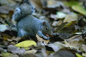 Close-up of a gray squirrel eating among colorful autumn leaves. jigsaw puzzle