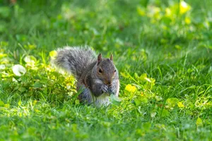 A curious gray squirrel feeding on grass in a vibrant green park setting. jigsaw puzzle