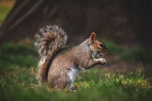 A charming close-up of a squirrel in a Bristol park, highlighting its lively features and natural habitat. jigsaw puzzle