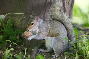 A gray squirrel holds a walnut under a tree in a serene woodland setting, showcasing nature's beauty. jigsaw puzzle