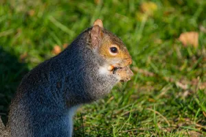 Eastern grey squirrel eating in a grassy area, photographed in Canonsburg, Pennsylvania. jigsaw puzzle