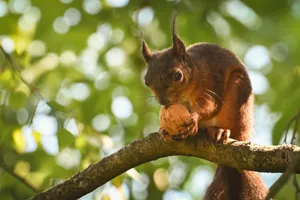 A close-up of a red squirrel eating a walnut on a tree branch with a blurred forest background. jigsaw puzzle