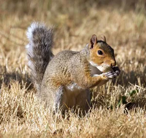 A gray squirrel enjoying a snack in a sunny outdoor setting. jigsaw puzzle