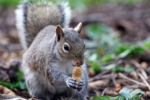 A gray squirrel nibbling on a peanut in a natural outdoor setting. jigsaw puzzle