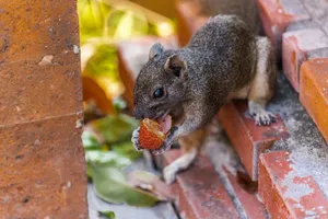 Squirrel enjoying a snack on brick stairs surrounded by vibrant greenery. jigsaw puzzle