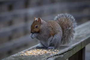 A cute squirrel enjoys a snack on a wooden railing in nature. jigsaw puzzle