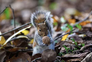 A gray squirrel holding a nut surrounded by colorful autumn leaves in a forest setting. jigsaw puzzle