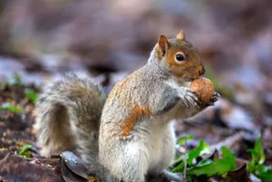 A gray squirrel with a nut in its paws on a forest floor with fallen leaves. jigsaw puzzle