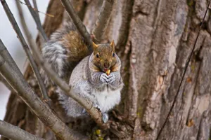 A gray squirrel sits on a tree branch eating, captured in Terrebonne, Canada. jigsaw puzzle
