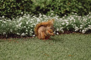 A cute squirrel munching on food surrounded by green grass and white flowers in a garden. jigsaw puzzle
