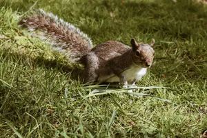 Close-up of a grey squirrel foraging in lush green grass under sunlight. jigsaw puzzle
