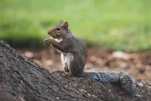 Close-up of a gray squirrel eating on a tree trunk in a park. jigsaw puzzle