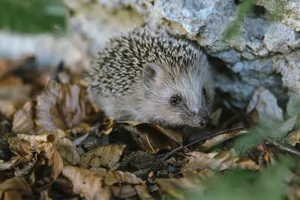Close-up of a hedgehog nestled among autumn leaves in a natural setting. jigsaw puzzle
