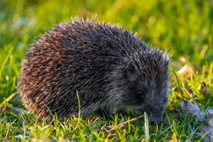 A detailed close-up of a European hedgehog foraging in lush green grass. jigsaw puzzle