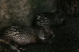Two porcupines resting in their natural habitat, highlighting their distinctive spines. jigsaw puzzle
