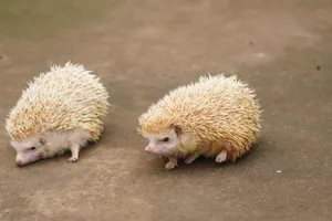 Two albino hedgehogs walking side by side on a natural outdoor surface. jigsaw puzzle