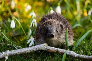 Cute hedgehog exploring a vibrant spring meadow with snowdrop flowers. jigsaw puzzle